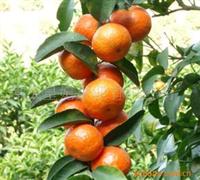 沙糖桔(test)
